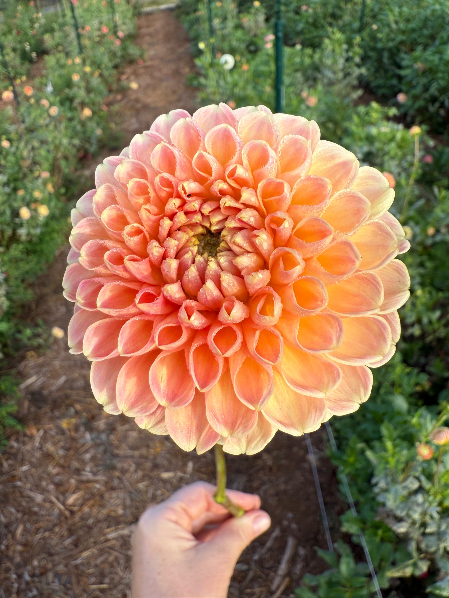 DAHLIA CRICHTON HONEY