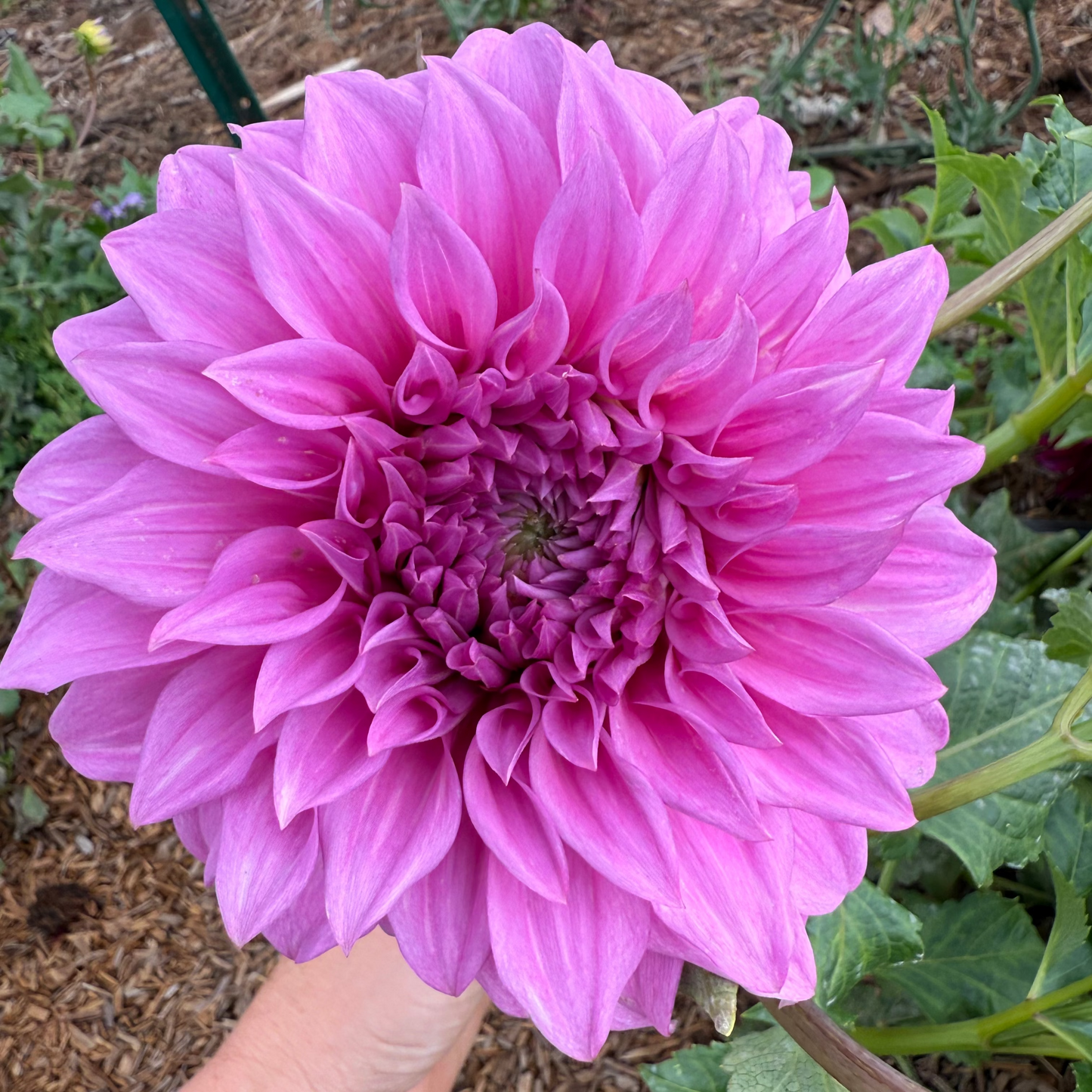 DAHLIA VASSIO MEGGOS