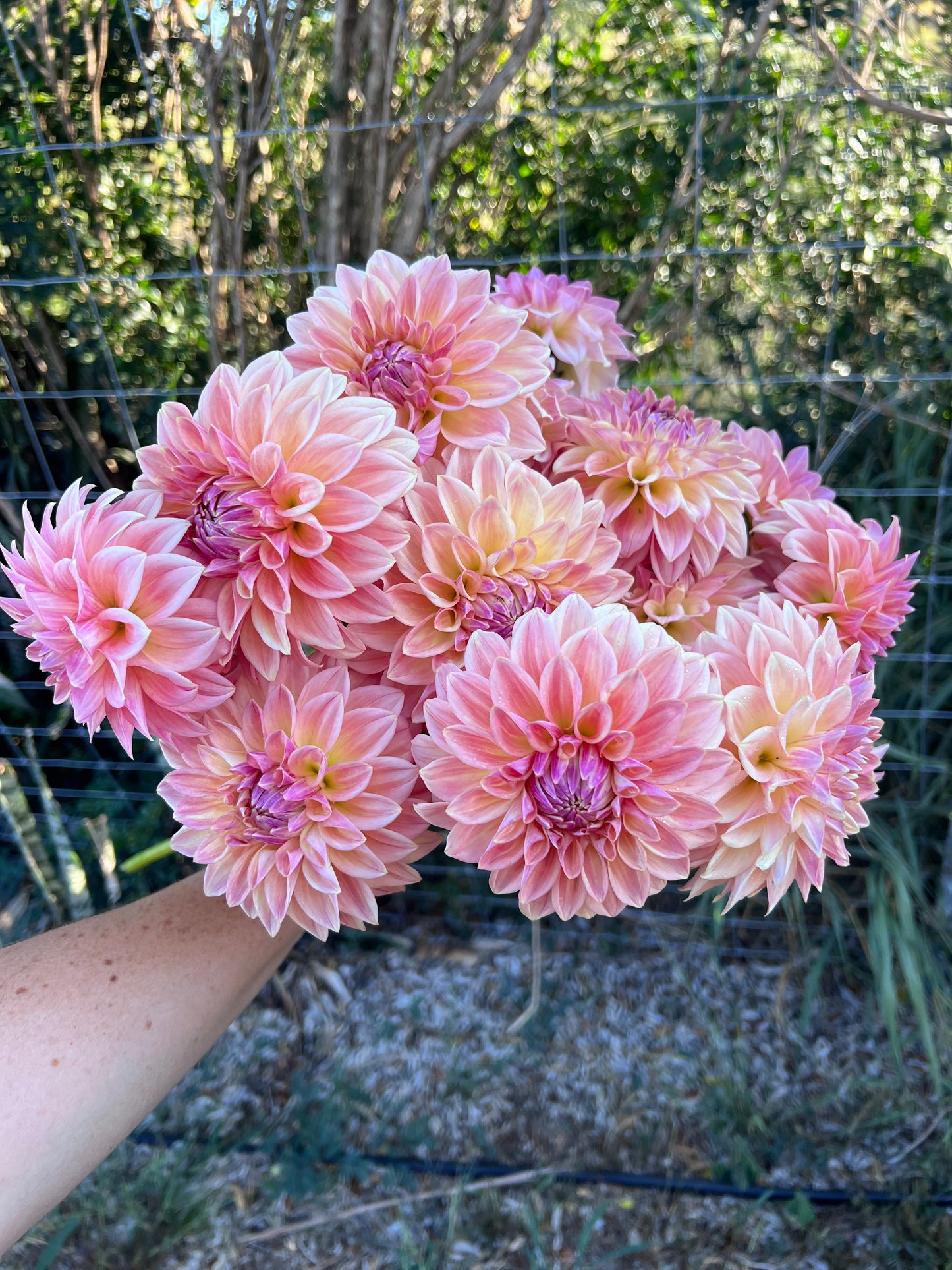 Kula Dahlia Farm YOU-PICK Thursday 6/25 5-6PM