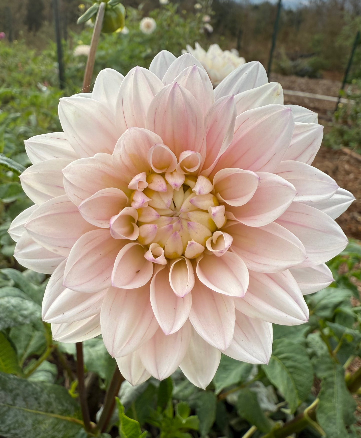 DAHLIA SILVER YEARS