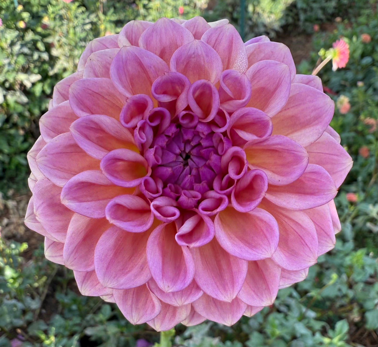 DAHLIA CHEWY