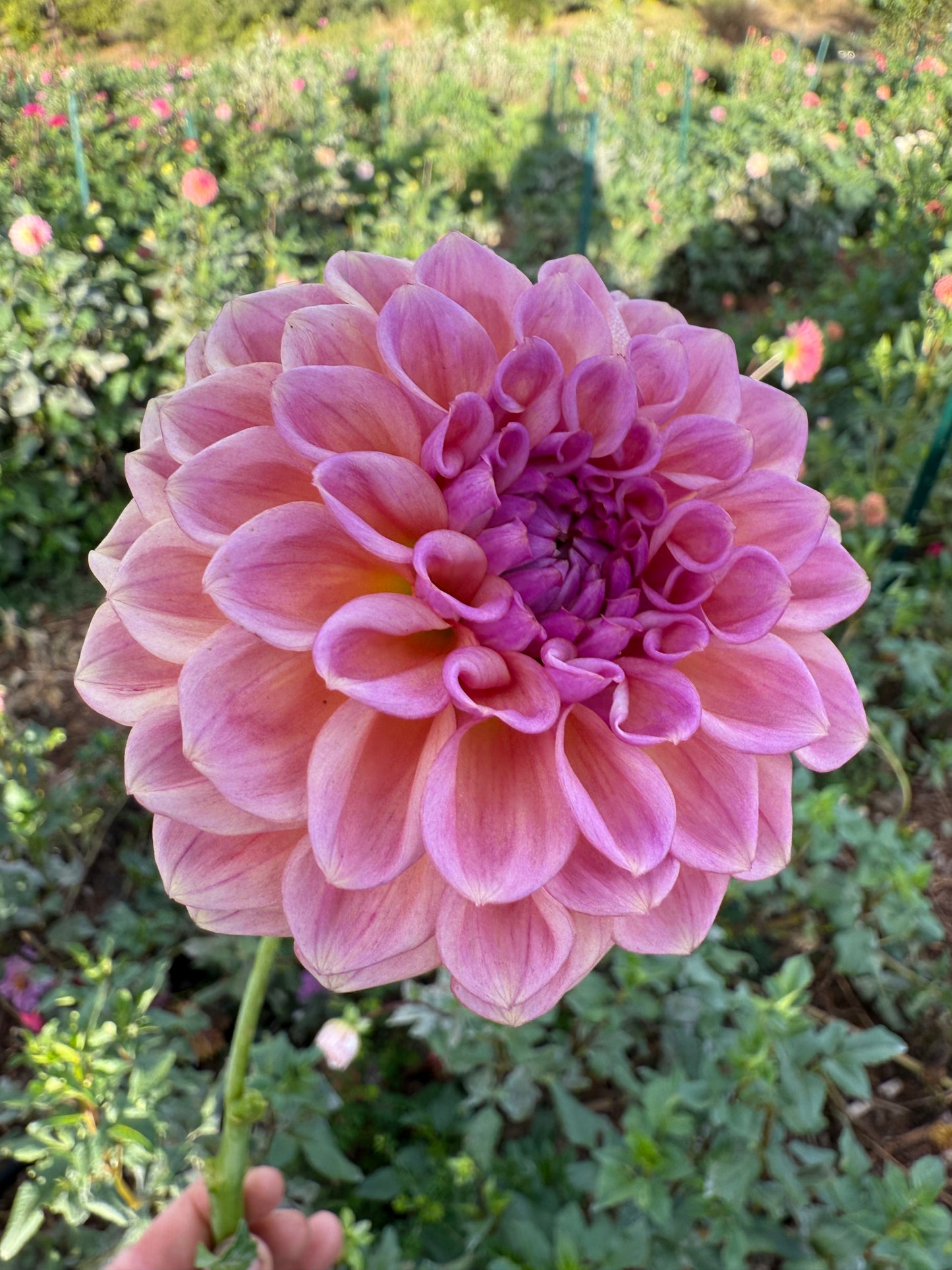 DAHLIA CHEWY