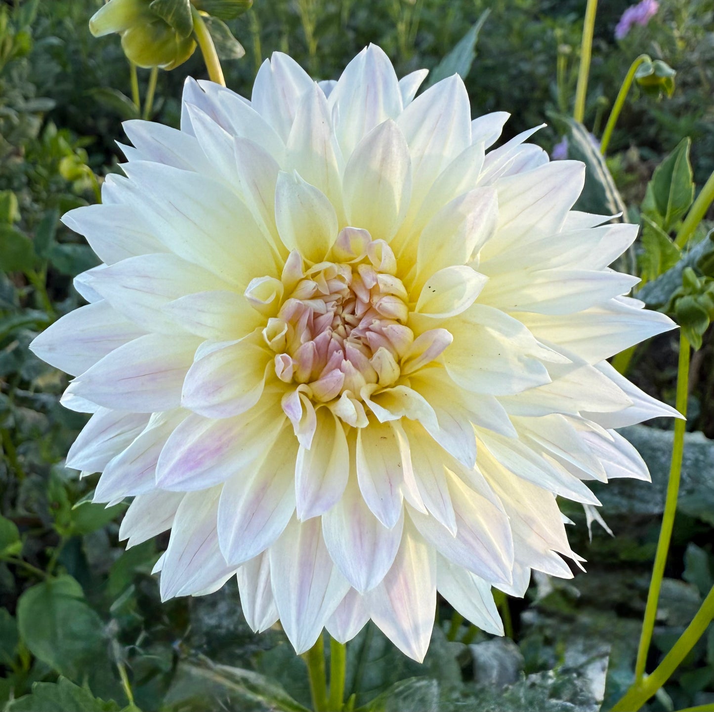 DAHLIA TAHOMA EARLY DAWN