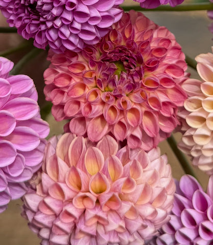 DAHLIA CAITLINS JOY