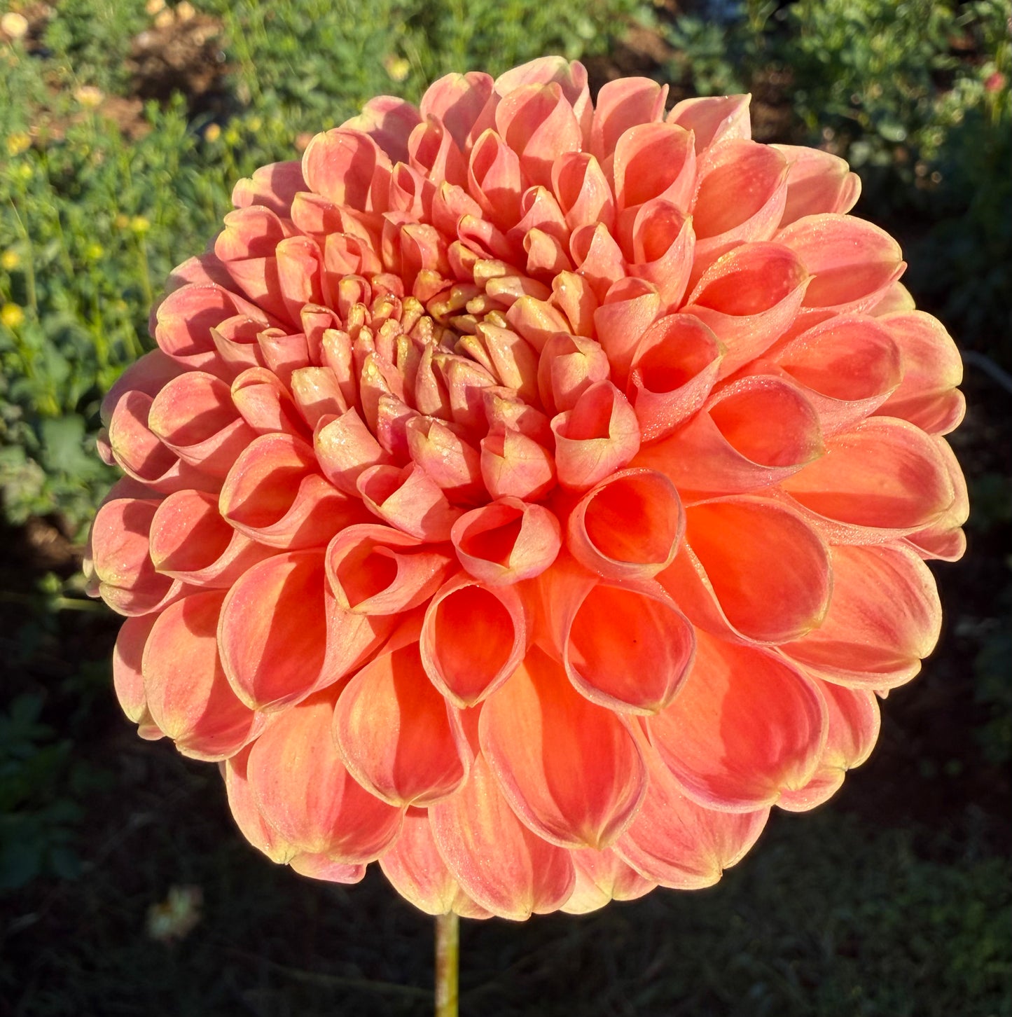 DAHLIA CRICHTON HONEY