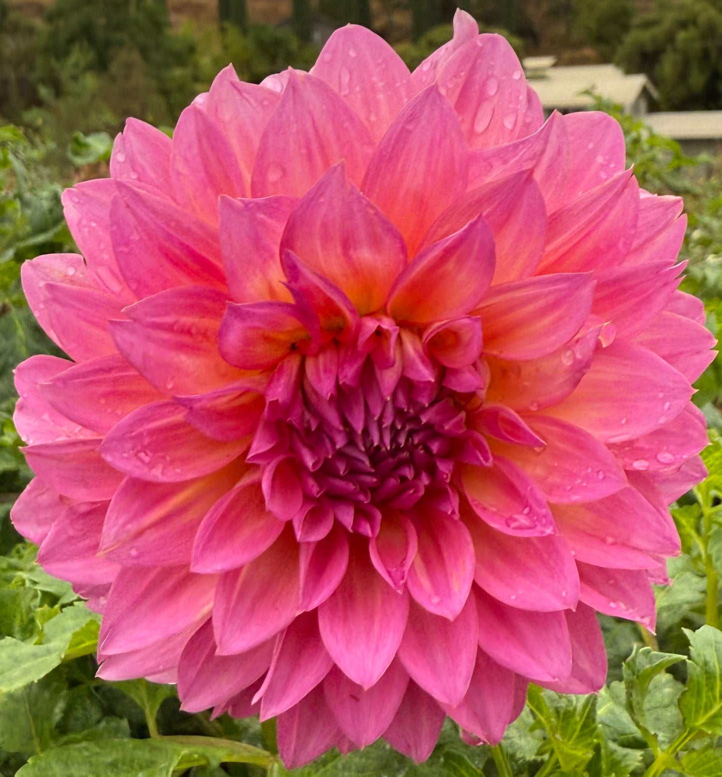 DAHLIA HOLLY HILL GLORIA