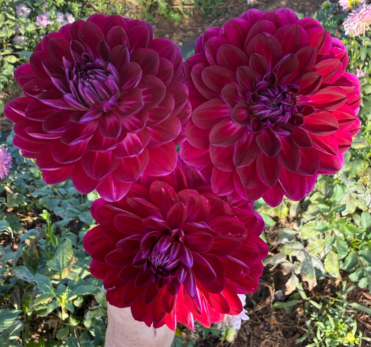 DAHLIA SANDIA BERTHA