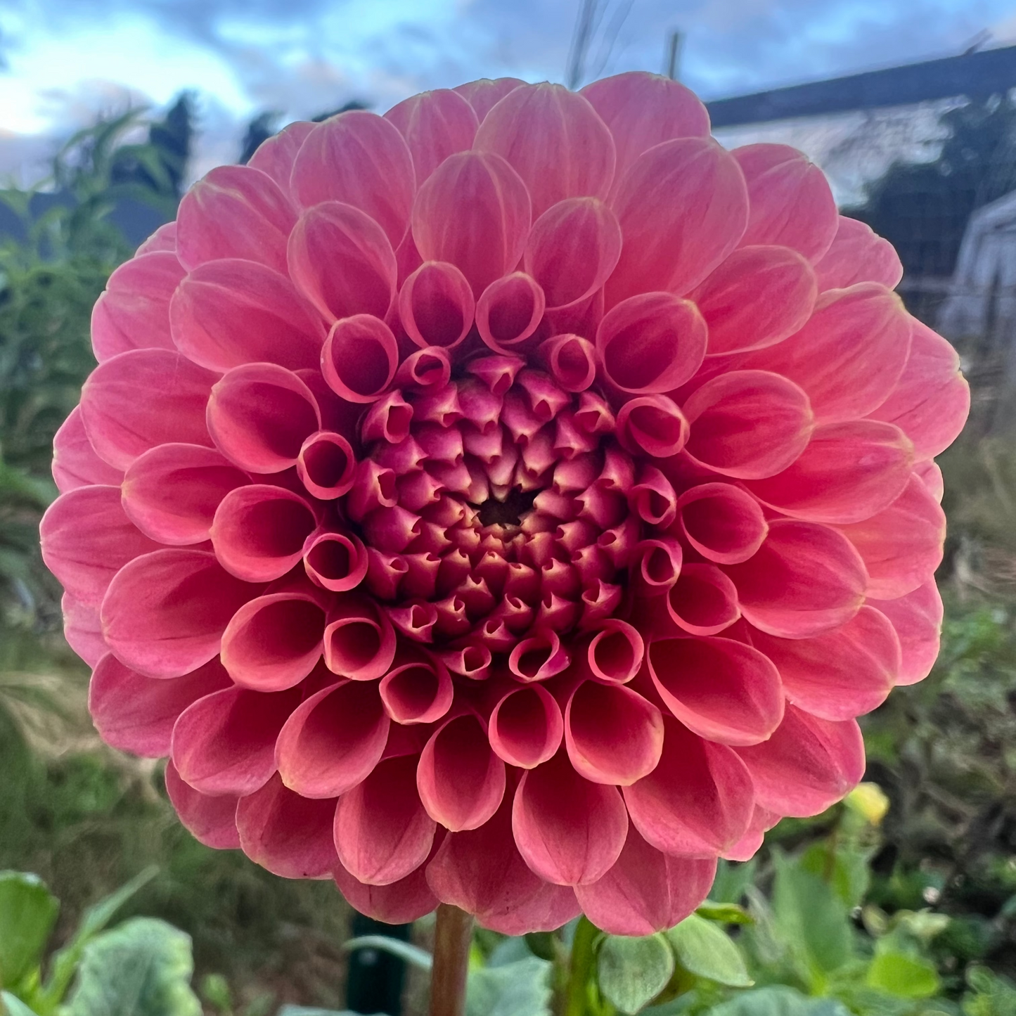 DAHLIA ROSE TOSCANO
