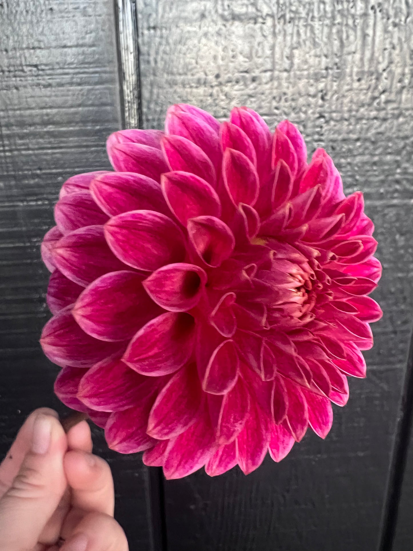 DAHLIA KA ROSIE JO