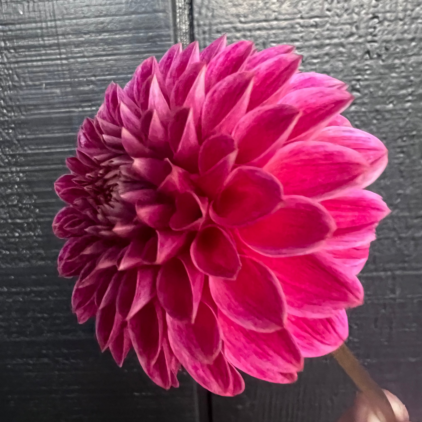 DAHLIA KA ROSIE JO
