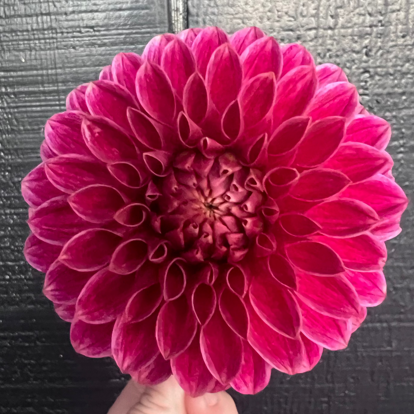 DAHLIA KA ROSIE JO