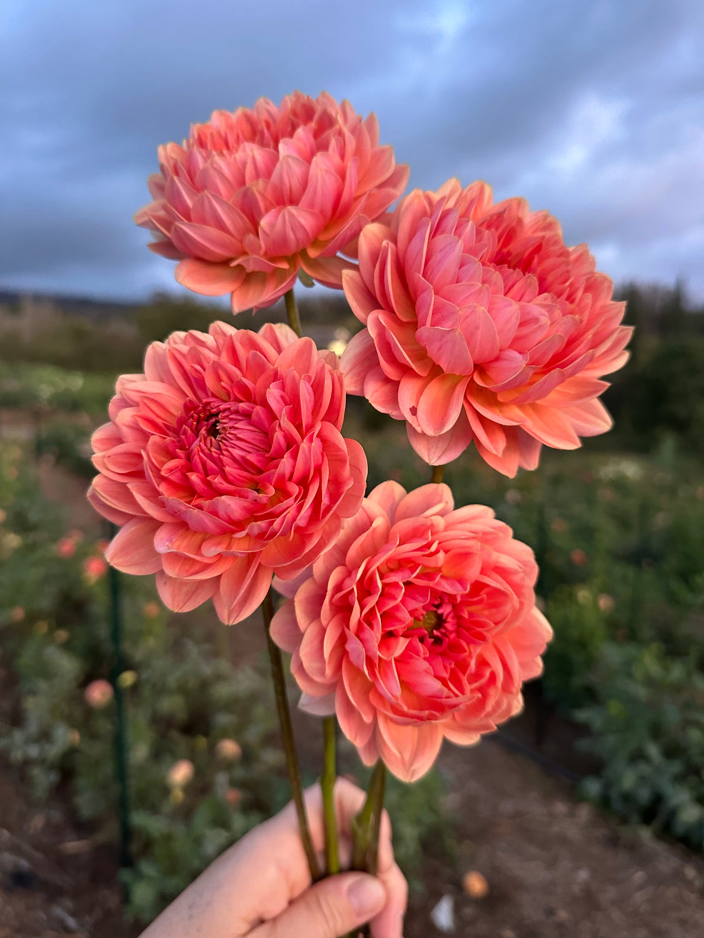 DAHLIA FAWN