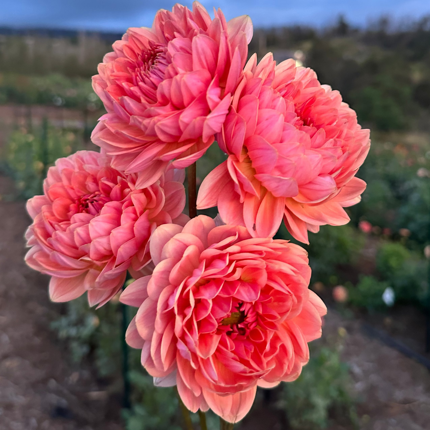DAHLIA FAWN