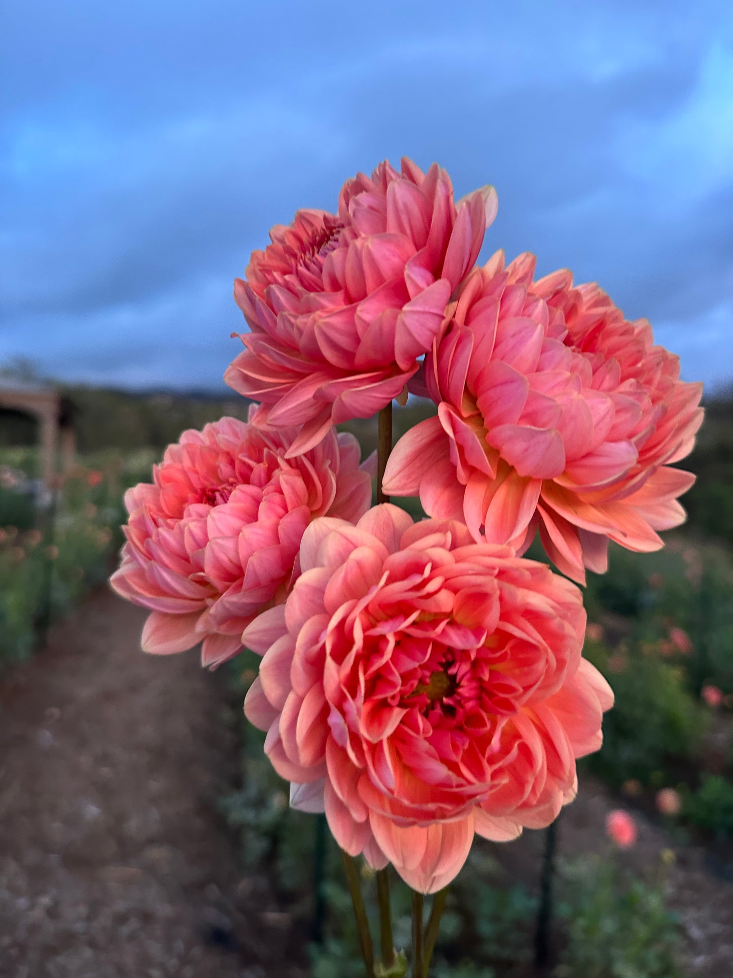 DAHLIA FAWN