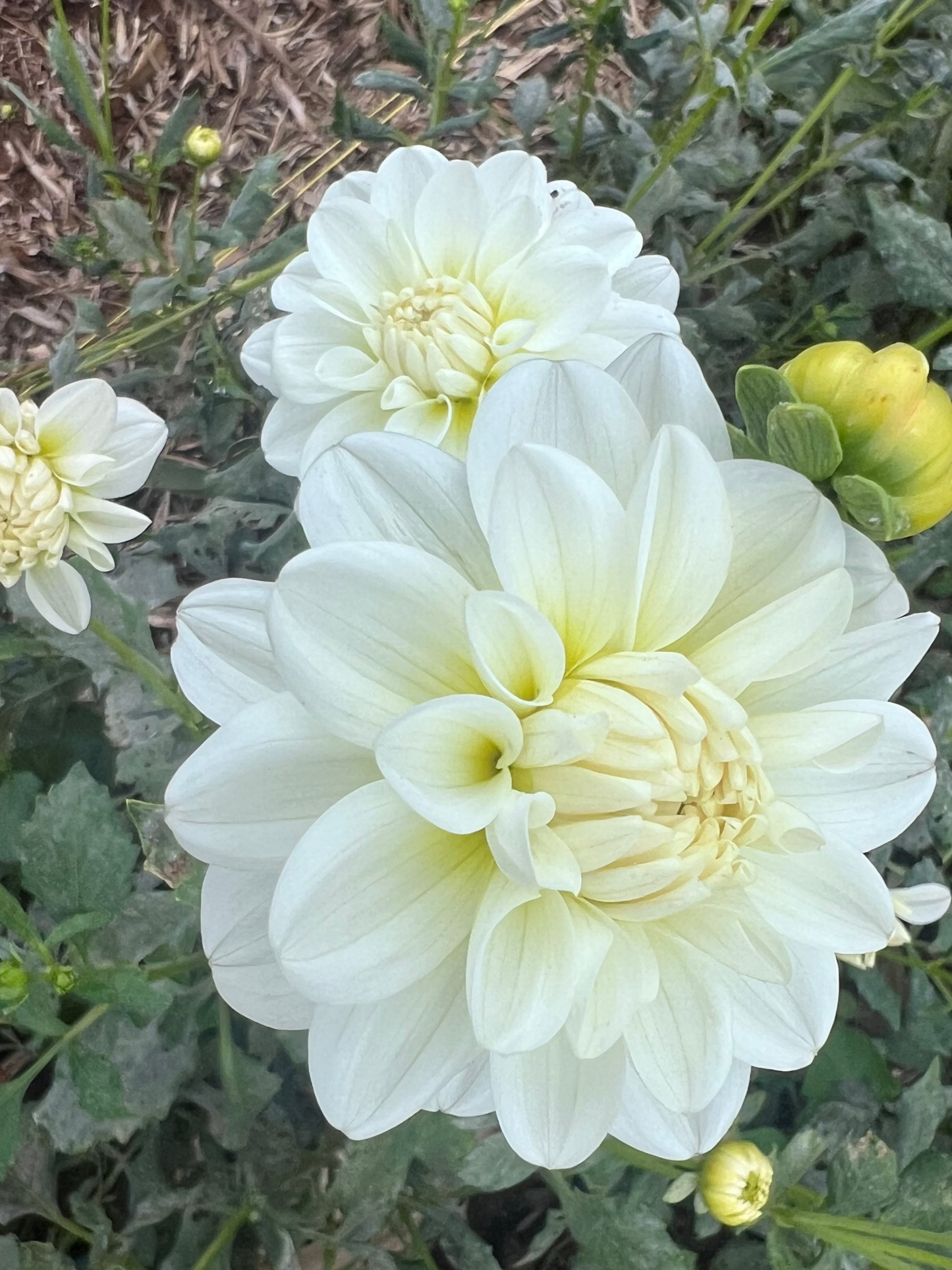 DAHLIA BRIDE TO BE