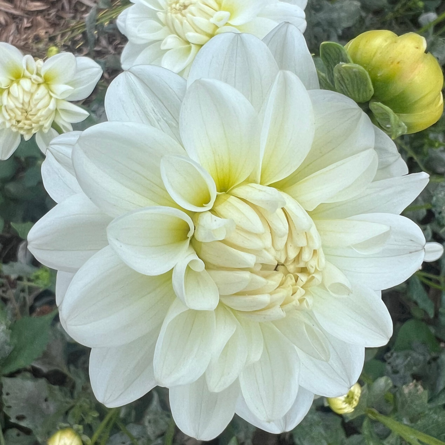DAHLIA BRIDE TO BE