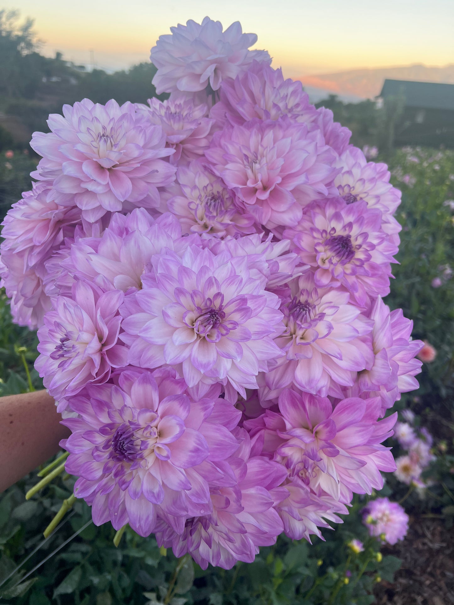 DAHLIA MIKAYLA MIRANDA