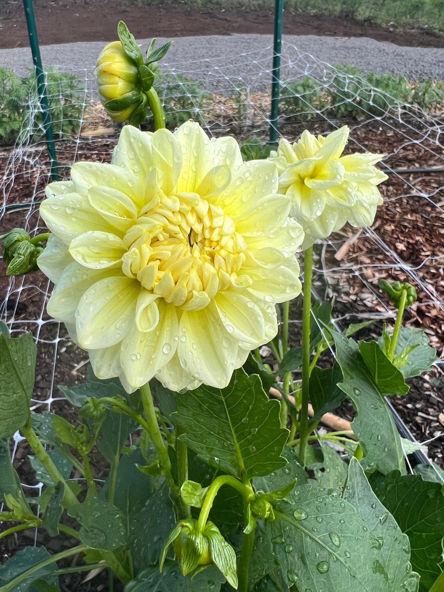 DAHLIA KDF BUTTERCREAM GLOW