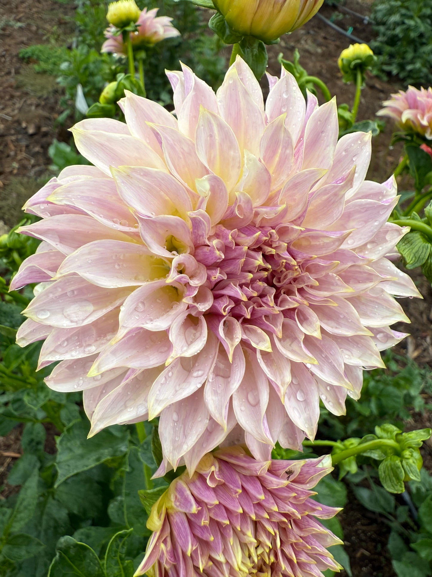 DAHLIA CHAMPAGNE