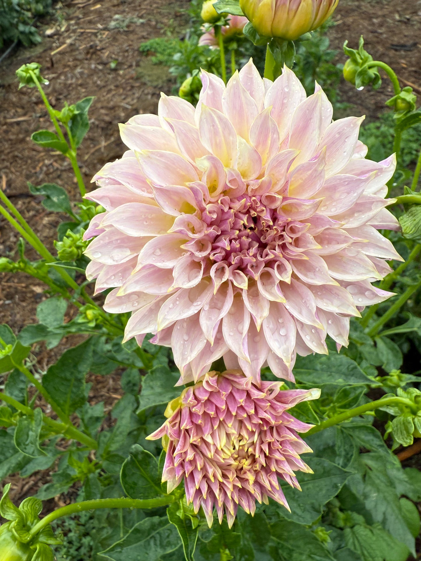 DAHLIA CHAMPAGNE