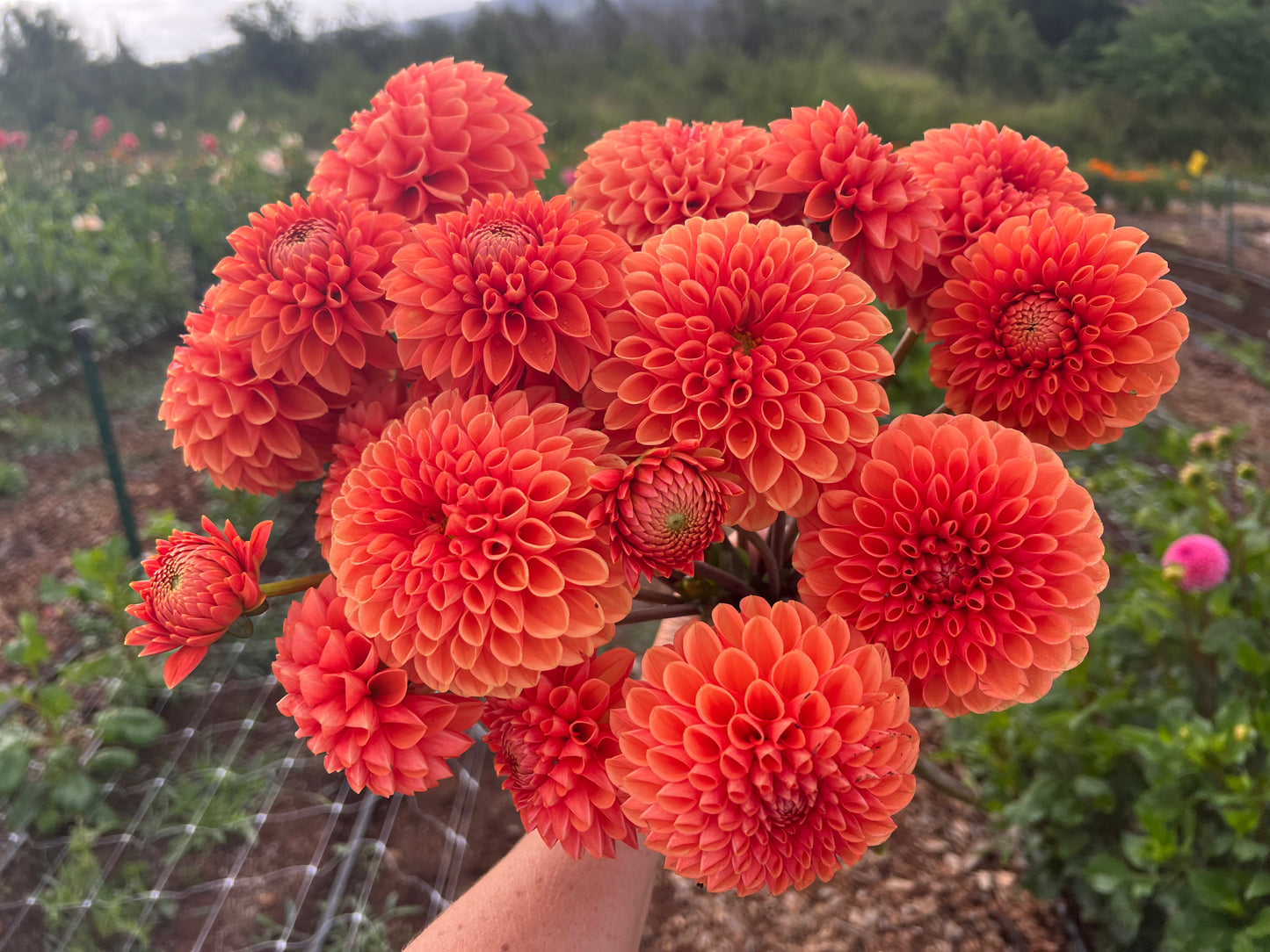 DAHLIA CORNEL BRONZE