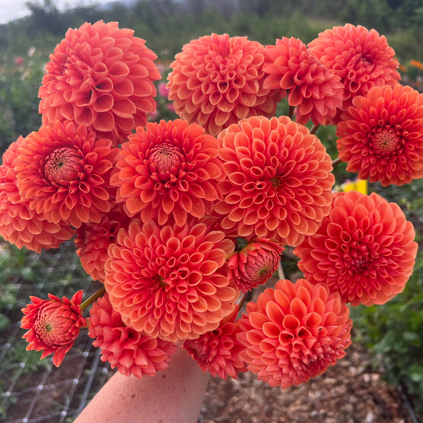 DAHLIA CORNEL BRONZE