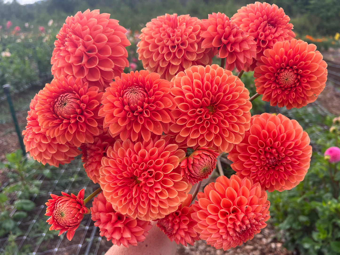 DAHLIA CORNEL BRONZE