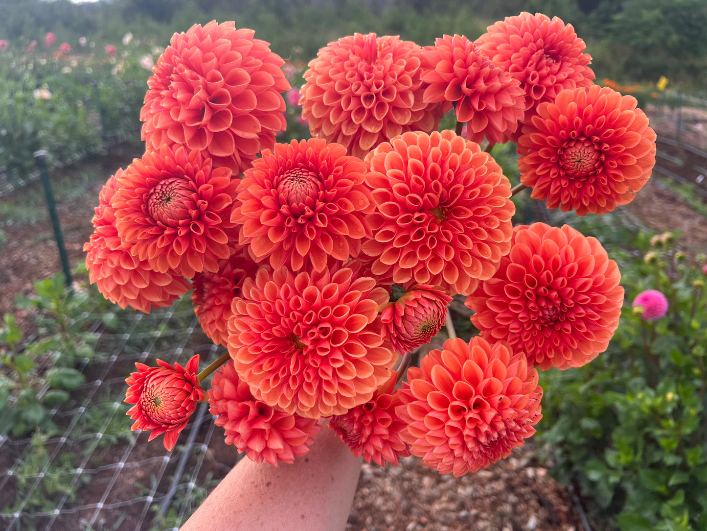 DAHLIA CORNEL BRONZE