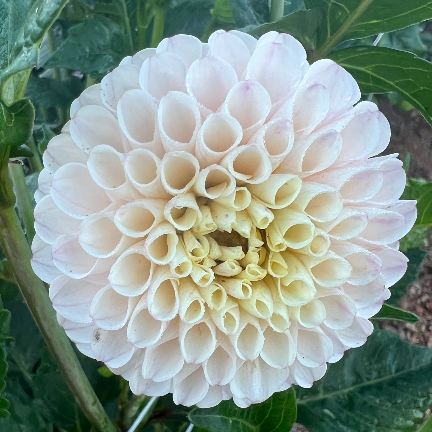 DAHLIA CAMANO ZOE