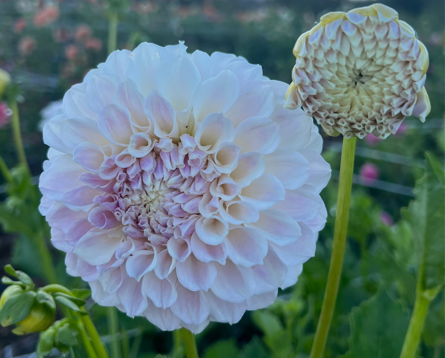 DAHLIA IRISH RUFFLES
