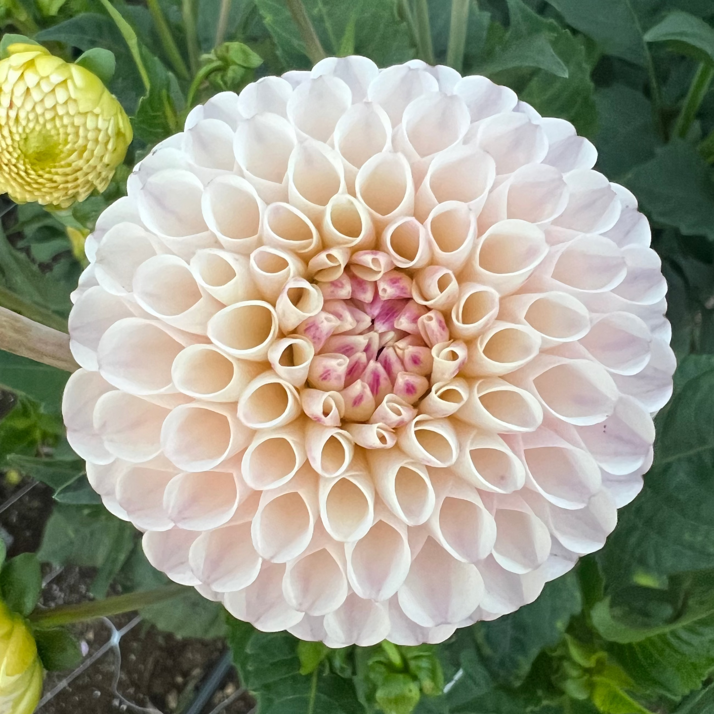DAHLIA CAMANO ZOE