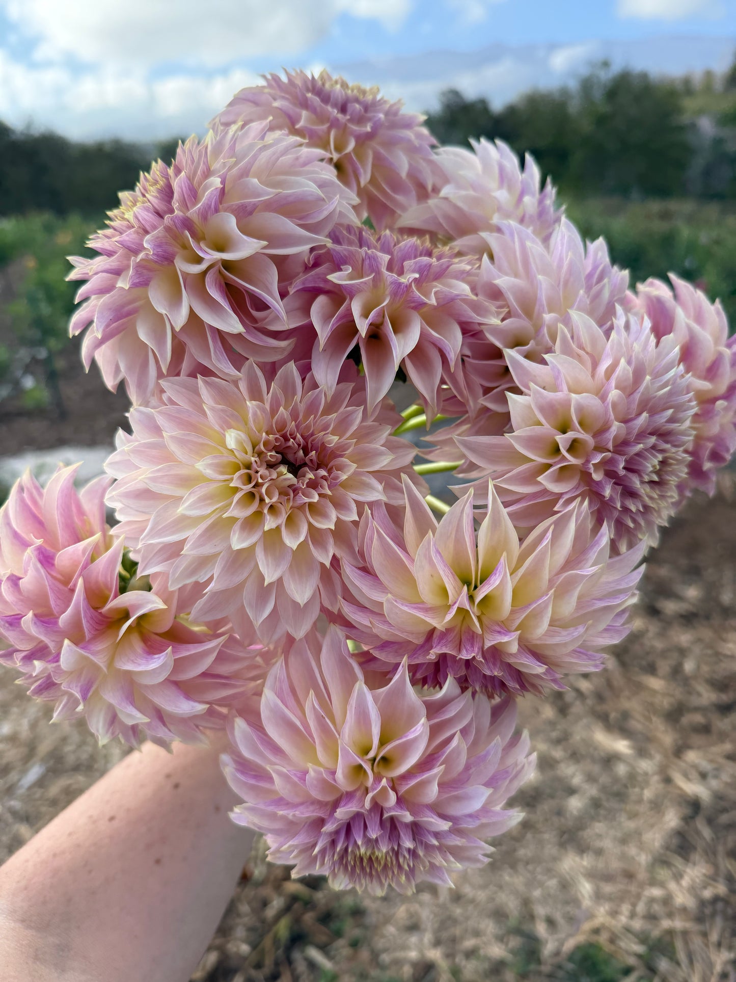DAHLIA CHAMPAGNE