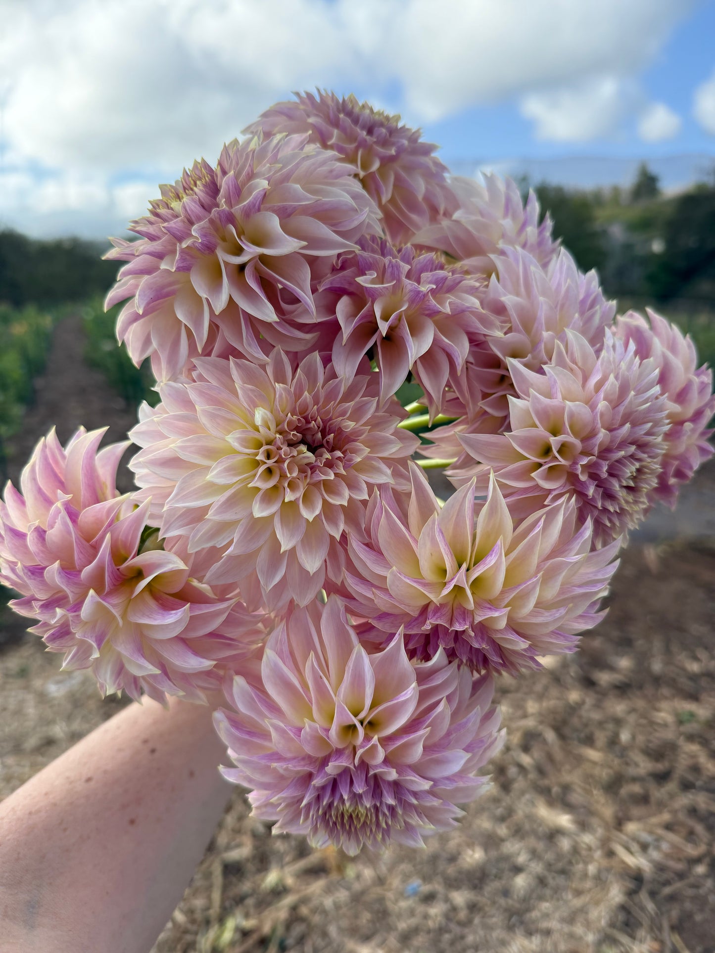 DAHLIA CHAMPAGNE