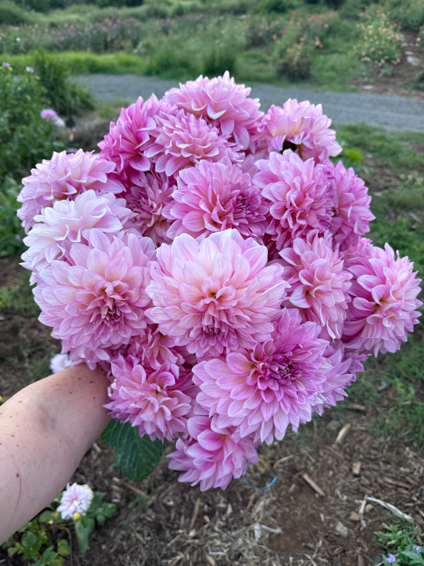 DAHLIA KDF KULA ROSEWATER