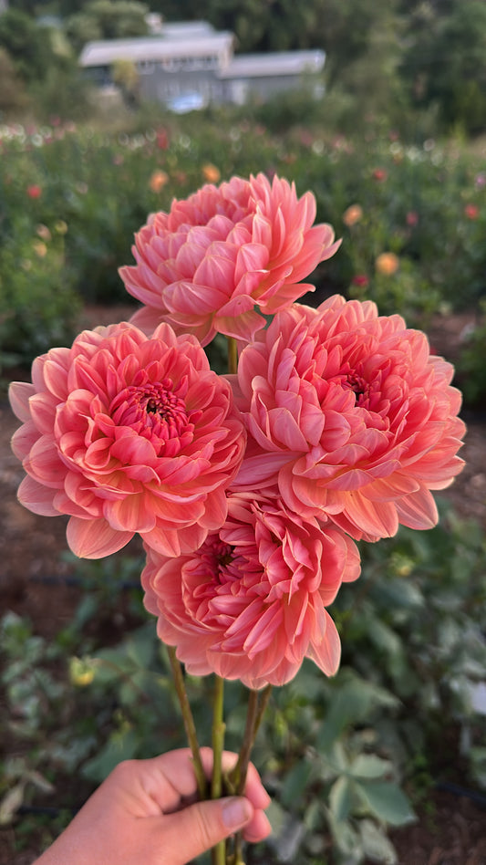 DAHLIA FAWN