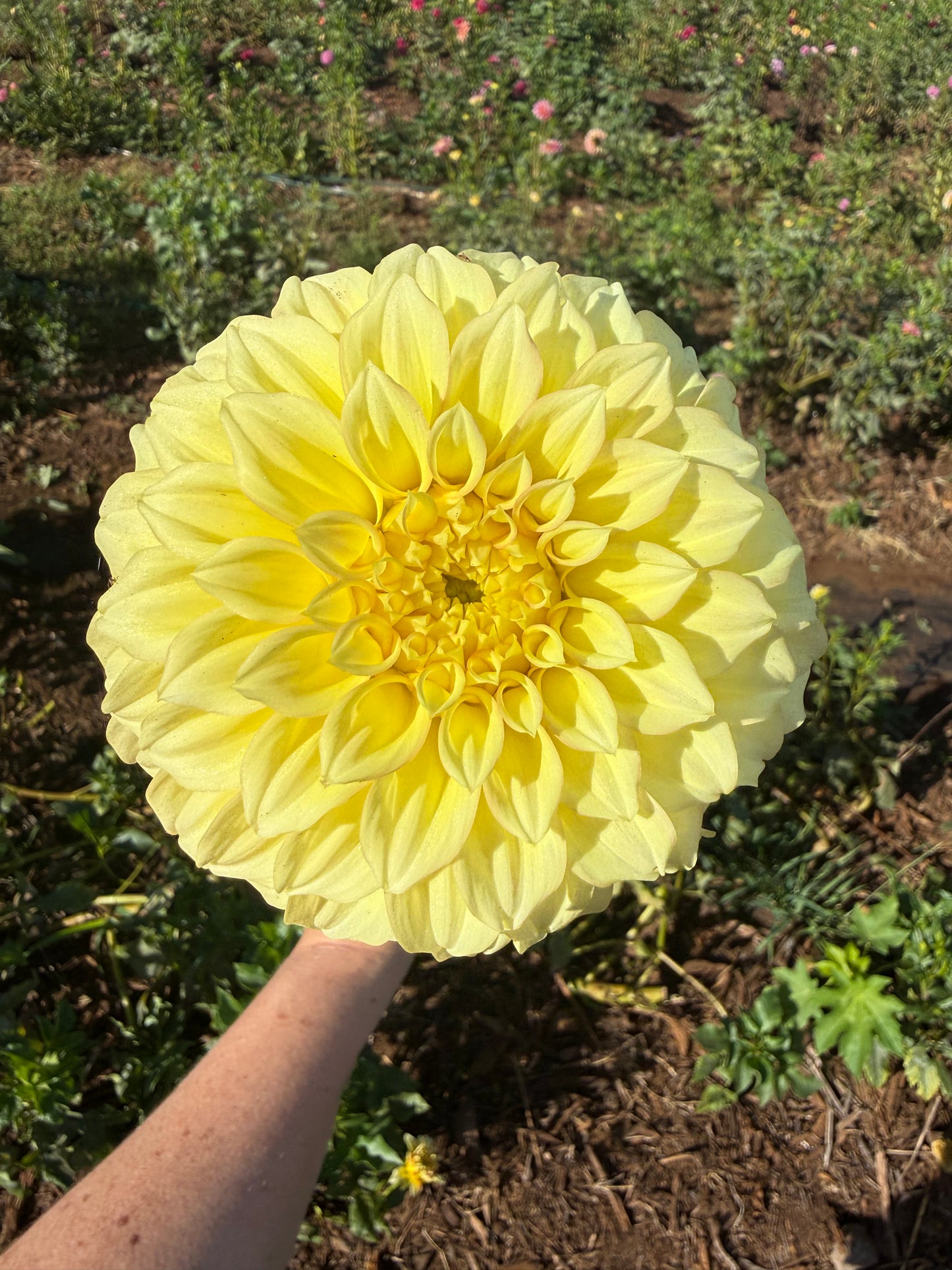 DAHLIA BRACKEN Sarah