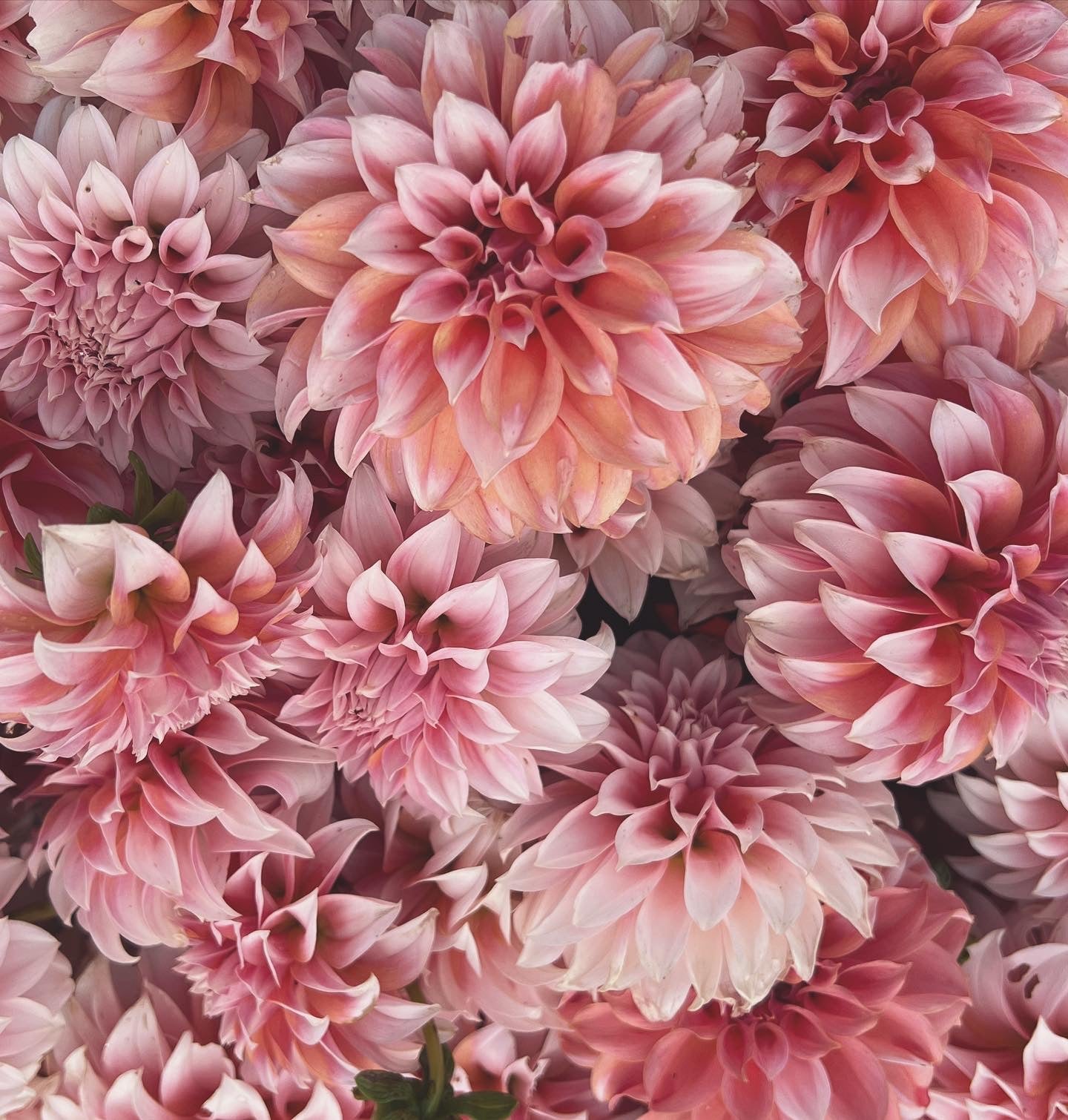 DAHLIA PEACHES N CREAM