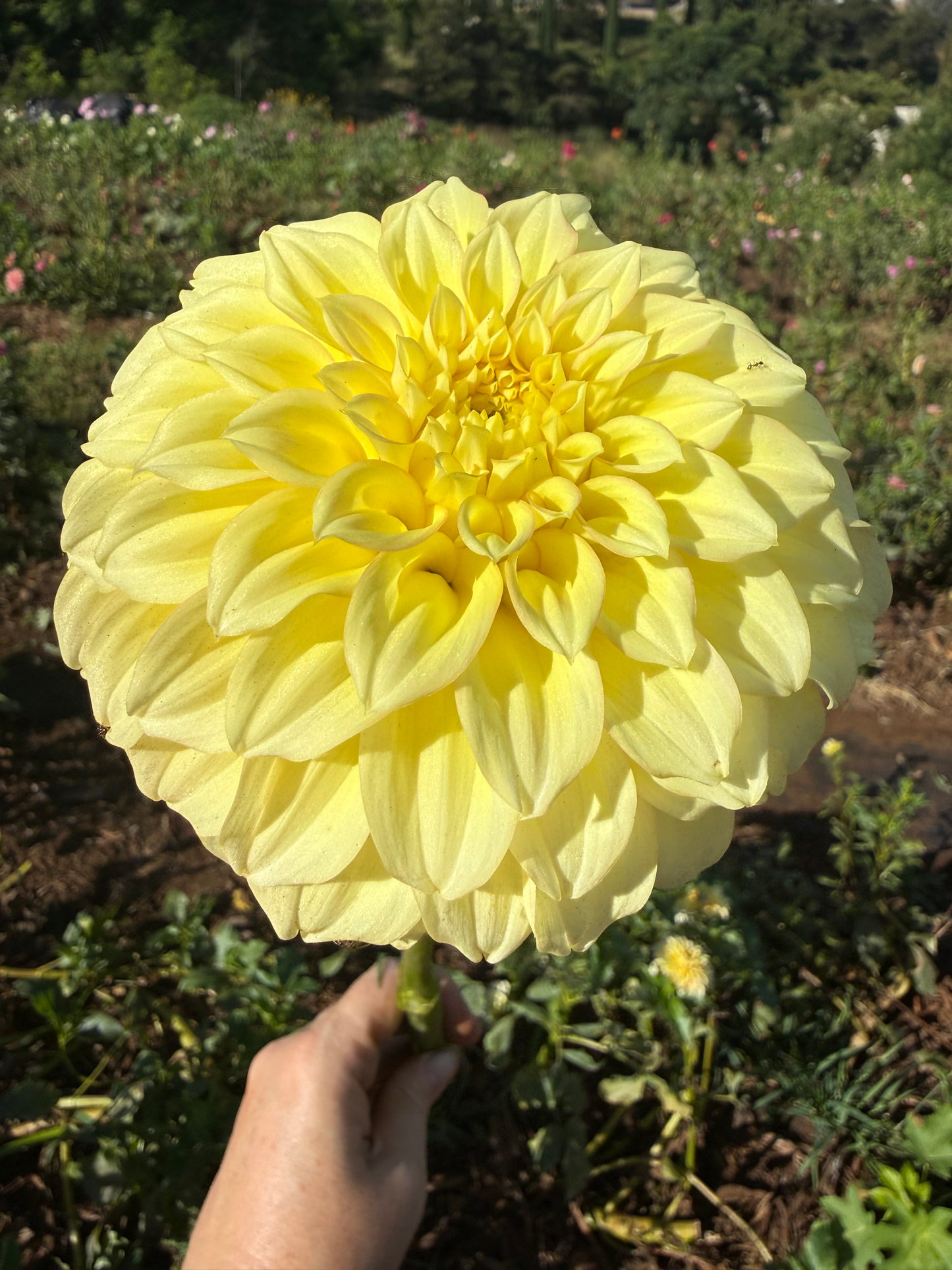 DAHLIA BRACKEN Sarah