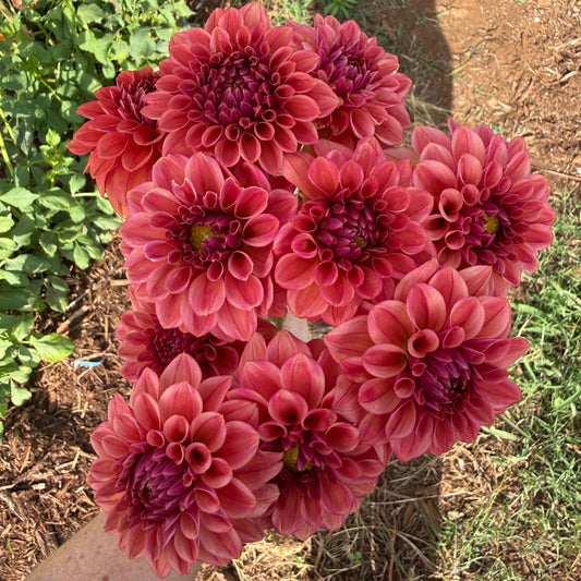 DAHLIA ICED TEA
