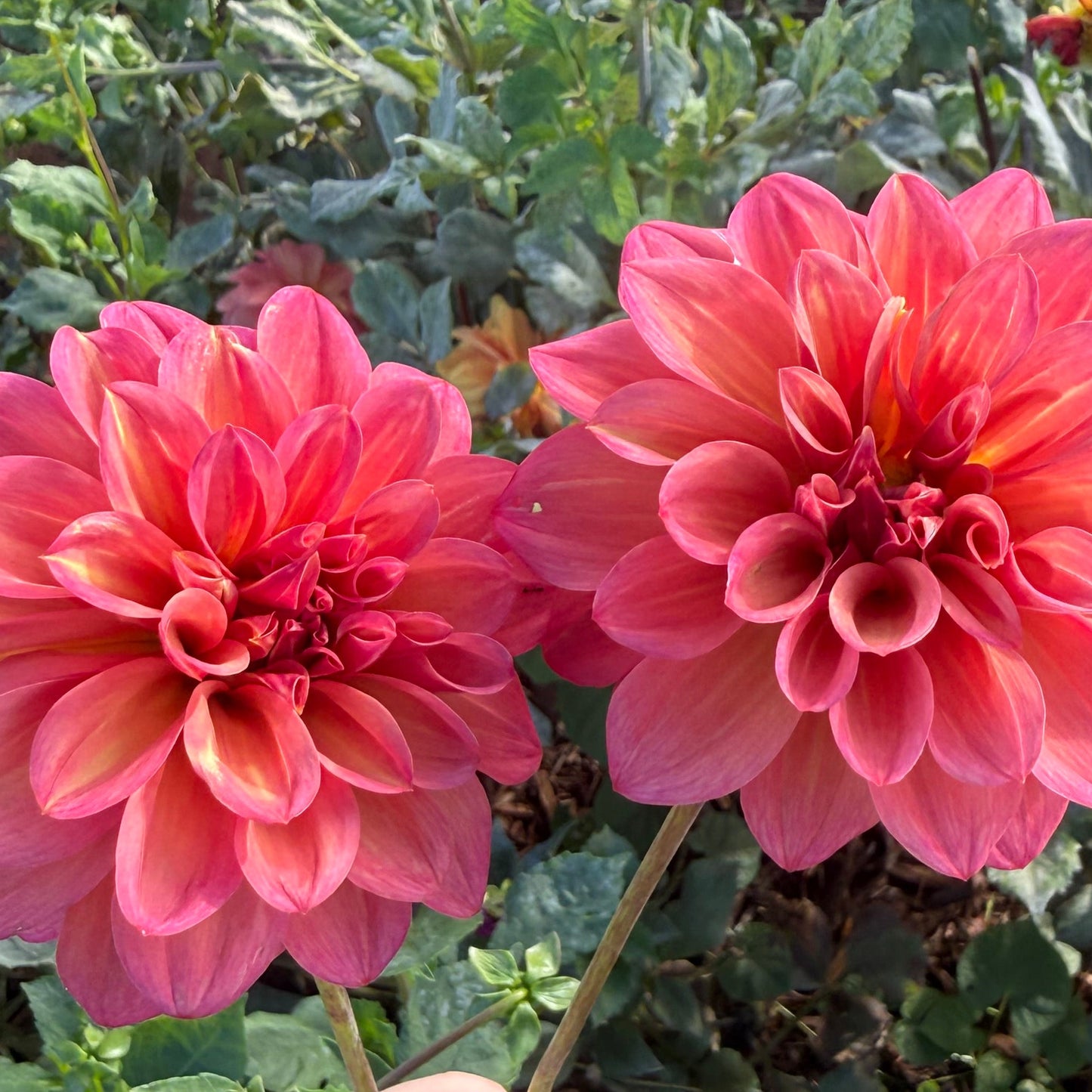 DAHLIA BQ Philly