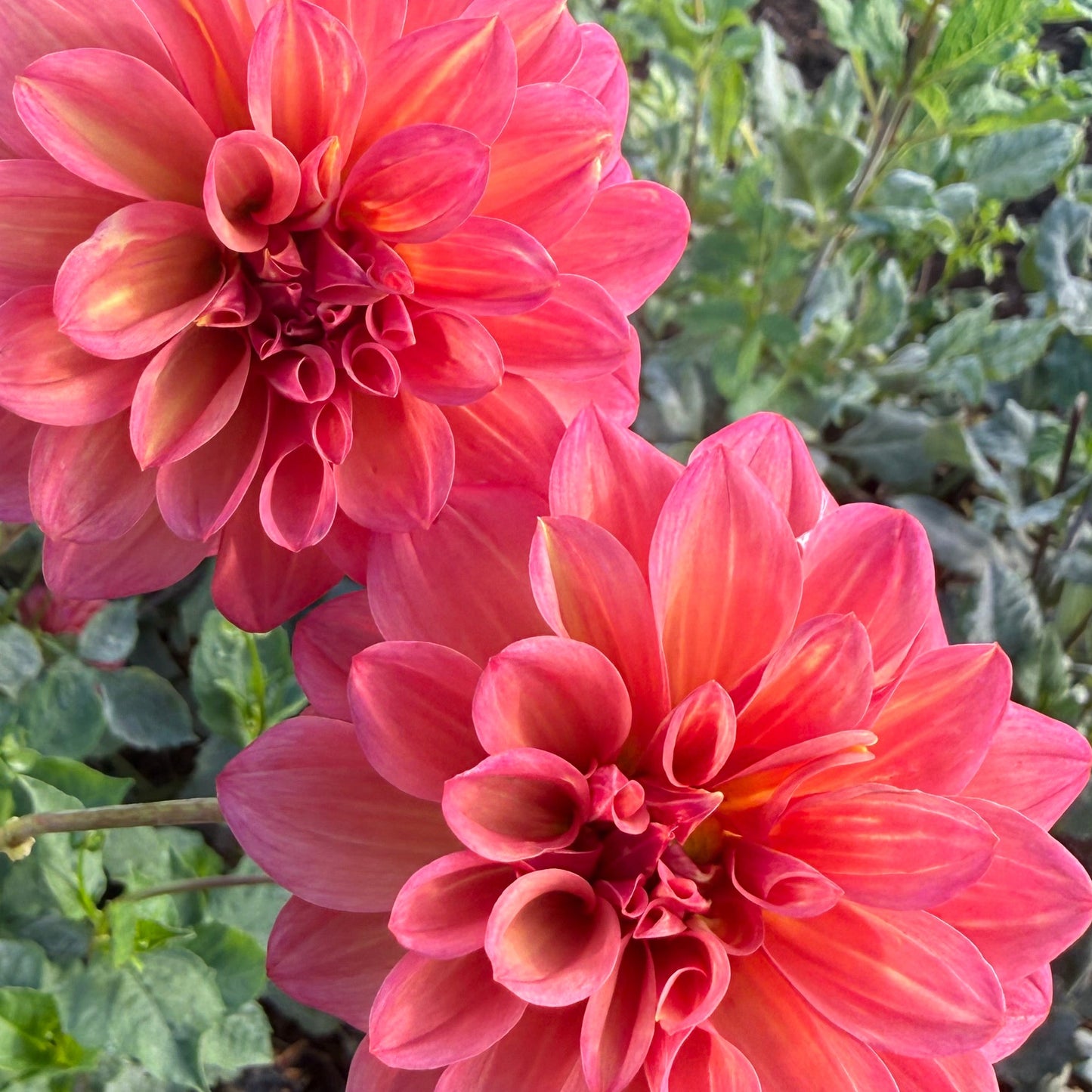 DAHLIA BQ Philly