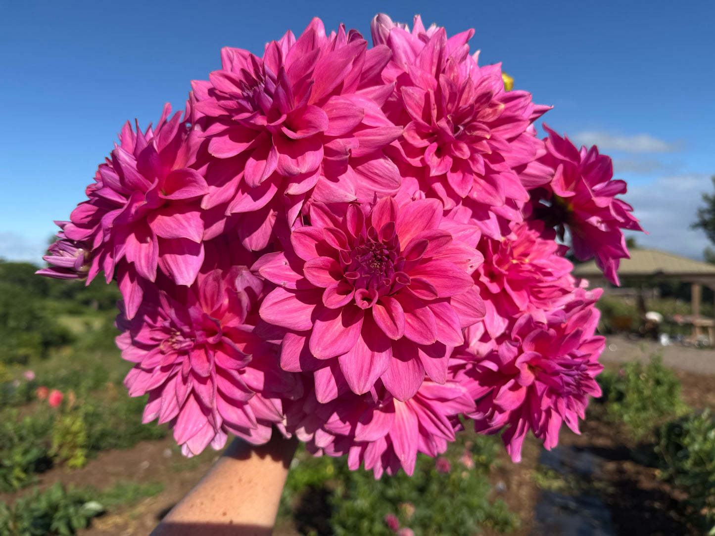 DAHLIA KDF FLORA AURORA