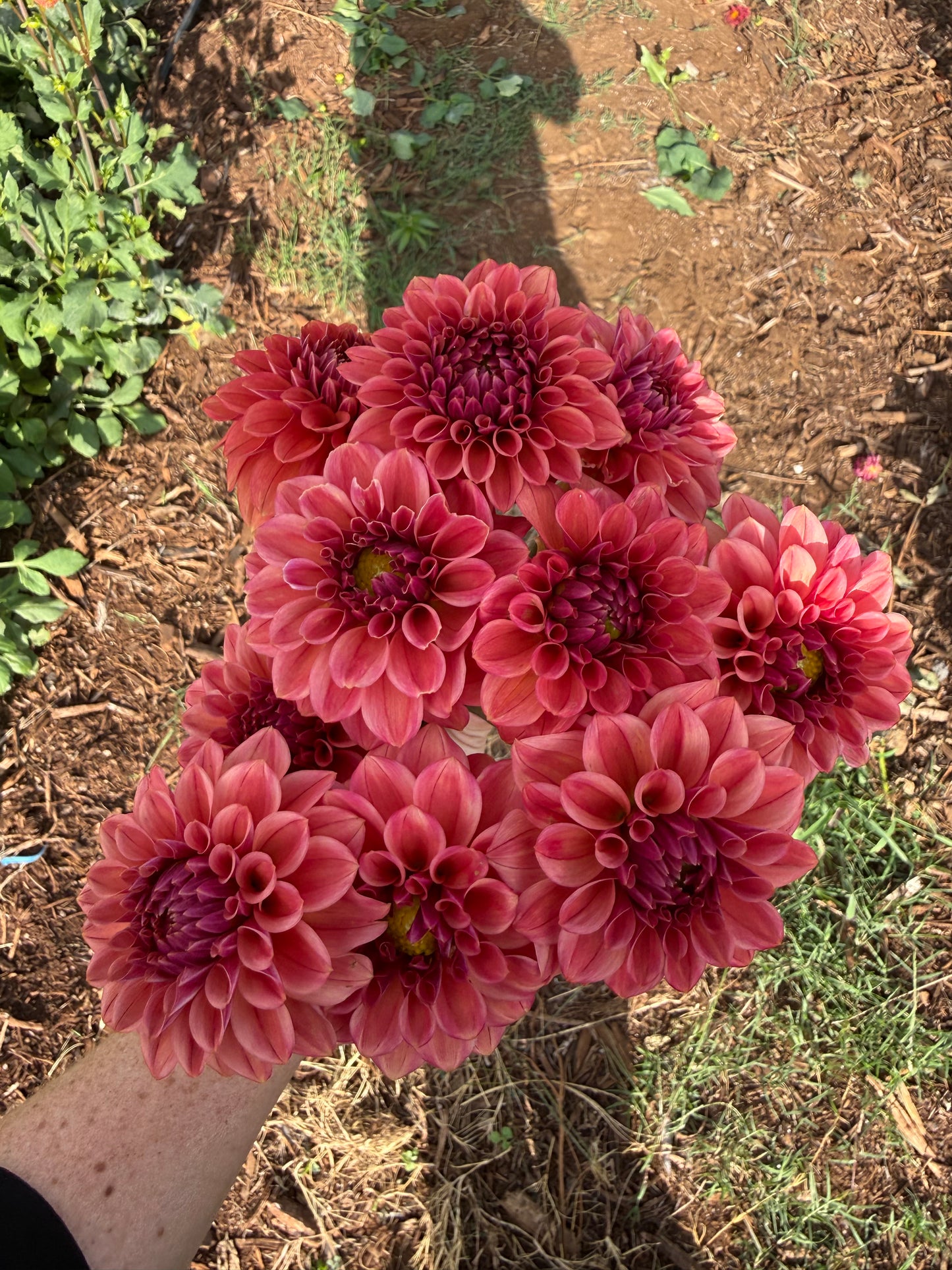 DAHLIA ICED TEA