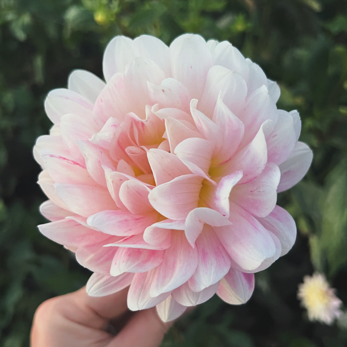 Kula Dahlia Farm YOU-PICK Thursday 6/25 5-6PM