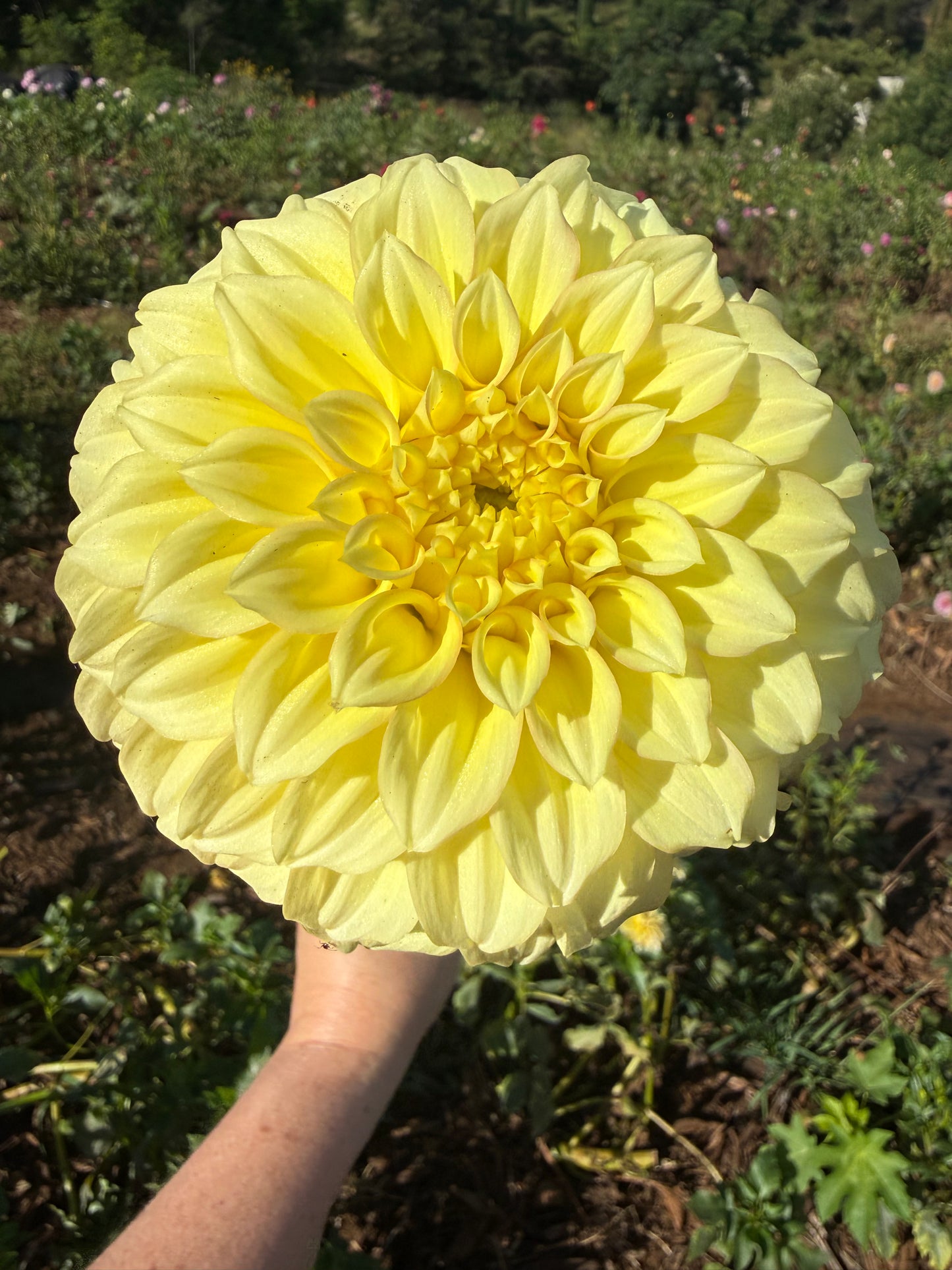 DAHLIA BRACKEN Sarah