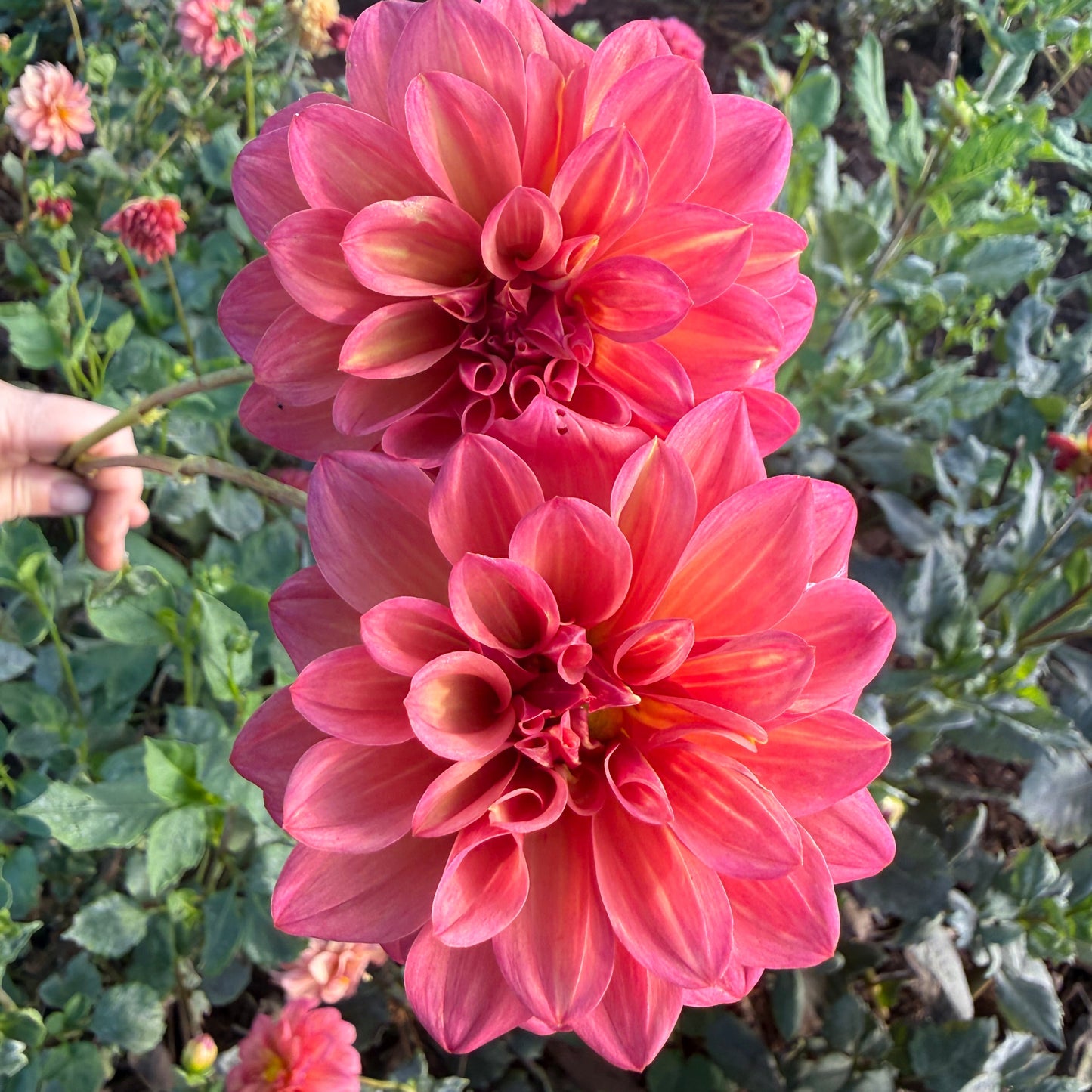 DAHLIA BQ Philly
