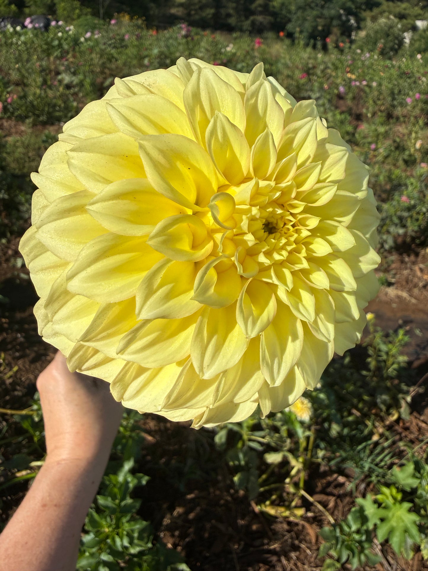 DAHLIA BRACKEN Sarah