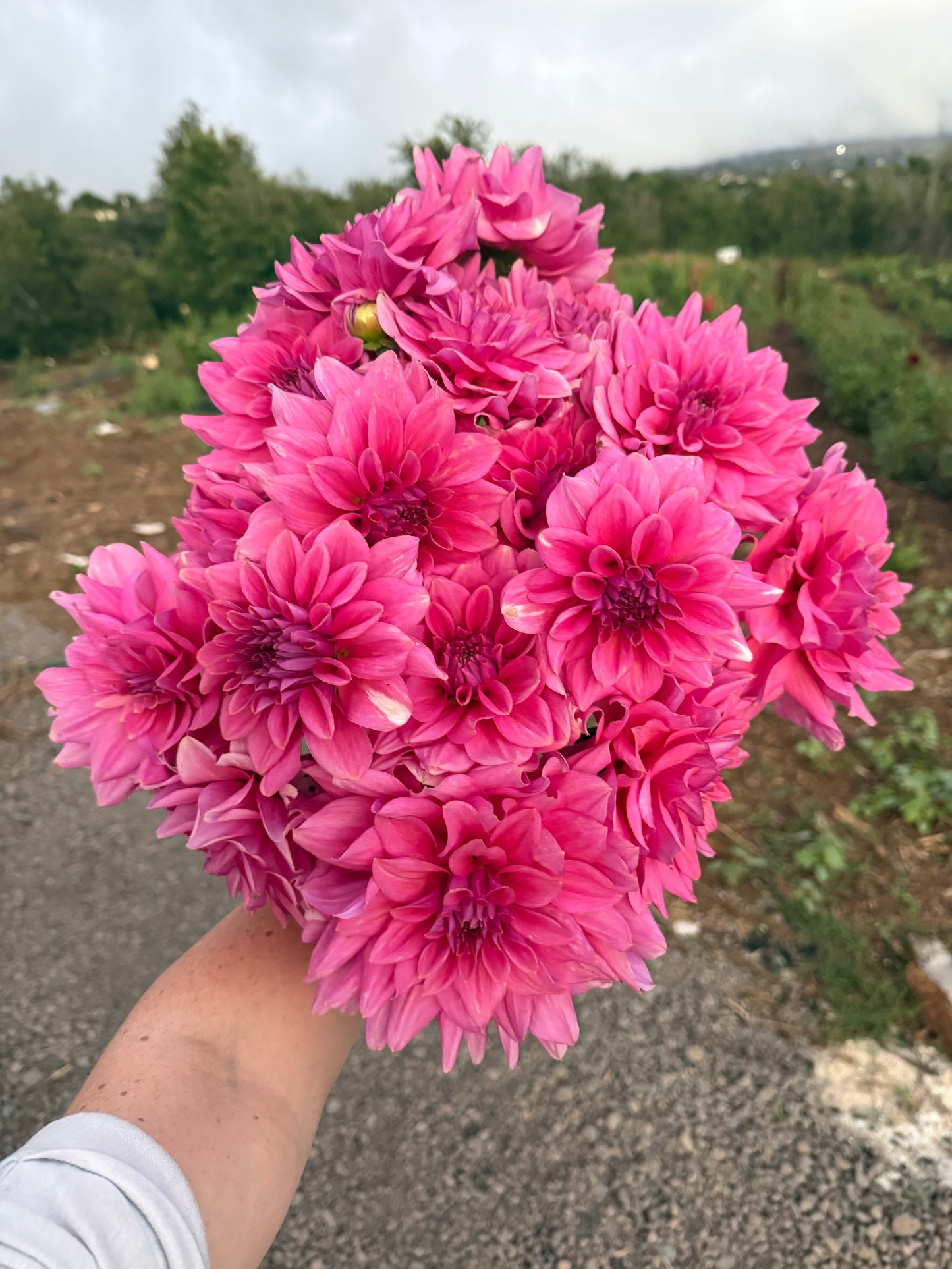 DAHLIA KDF FLORA AURORA