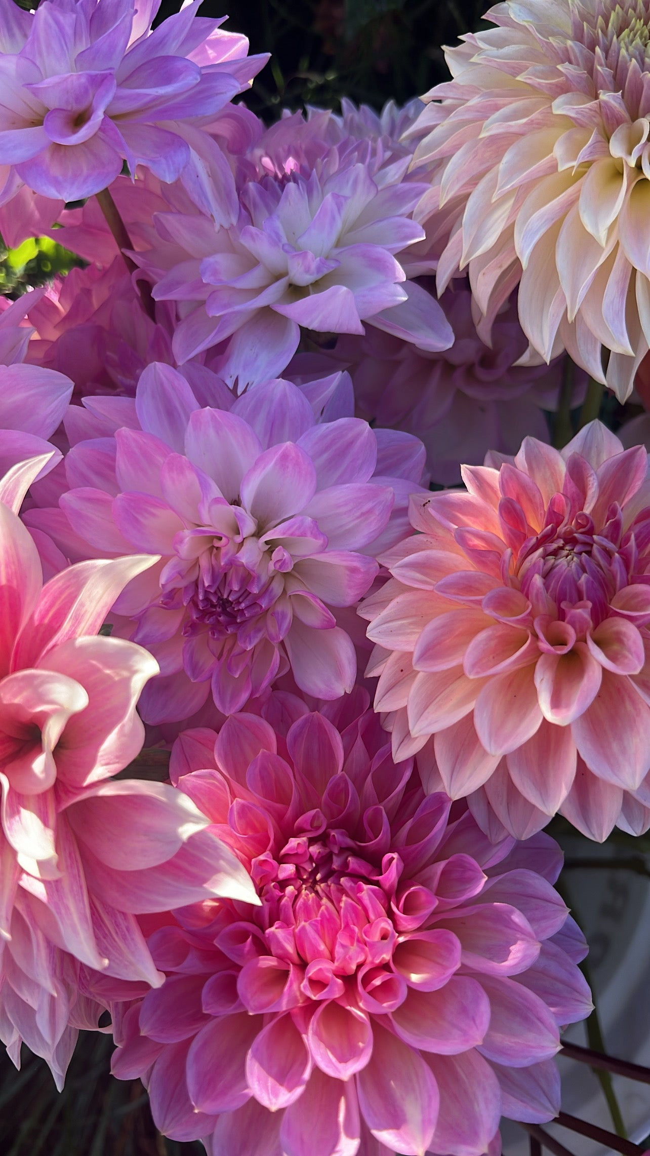 UNLABELED VARIETY DAHLIA TUBER