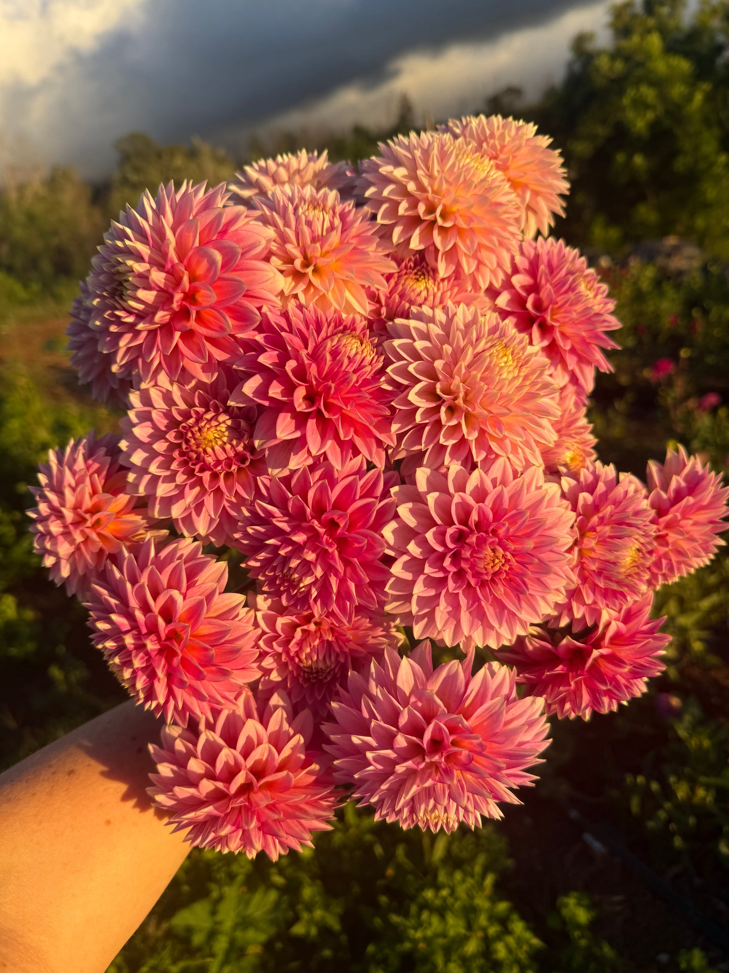 DAHLIA BLOOMQUIST MOJO